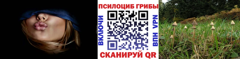 Галлюциногенные грибы Psilocybe Свободный